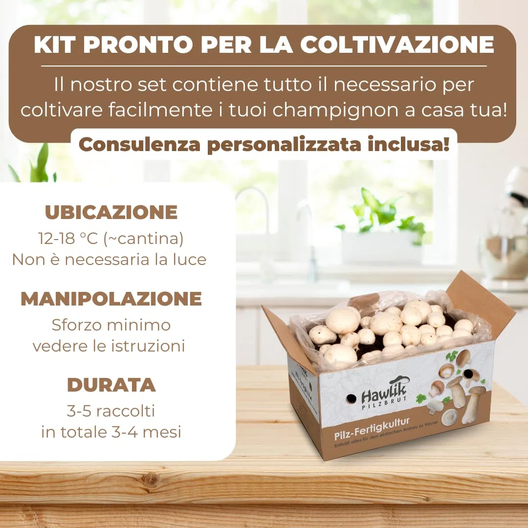 Hawlik Pilzbrut - Set di 2 colture fungine da champignon XXL – grande set da degustazione – facile da coltivare da funghi, senza conoscenze preliminari – set da allevare funghi - funghi coltivazione