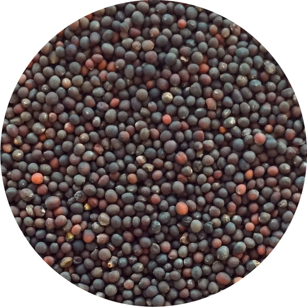 Semi per germogli - Cavolo rosso Marte - 200 gr.