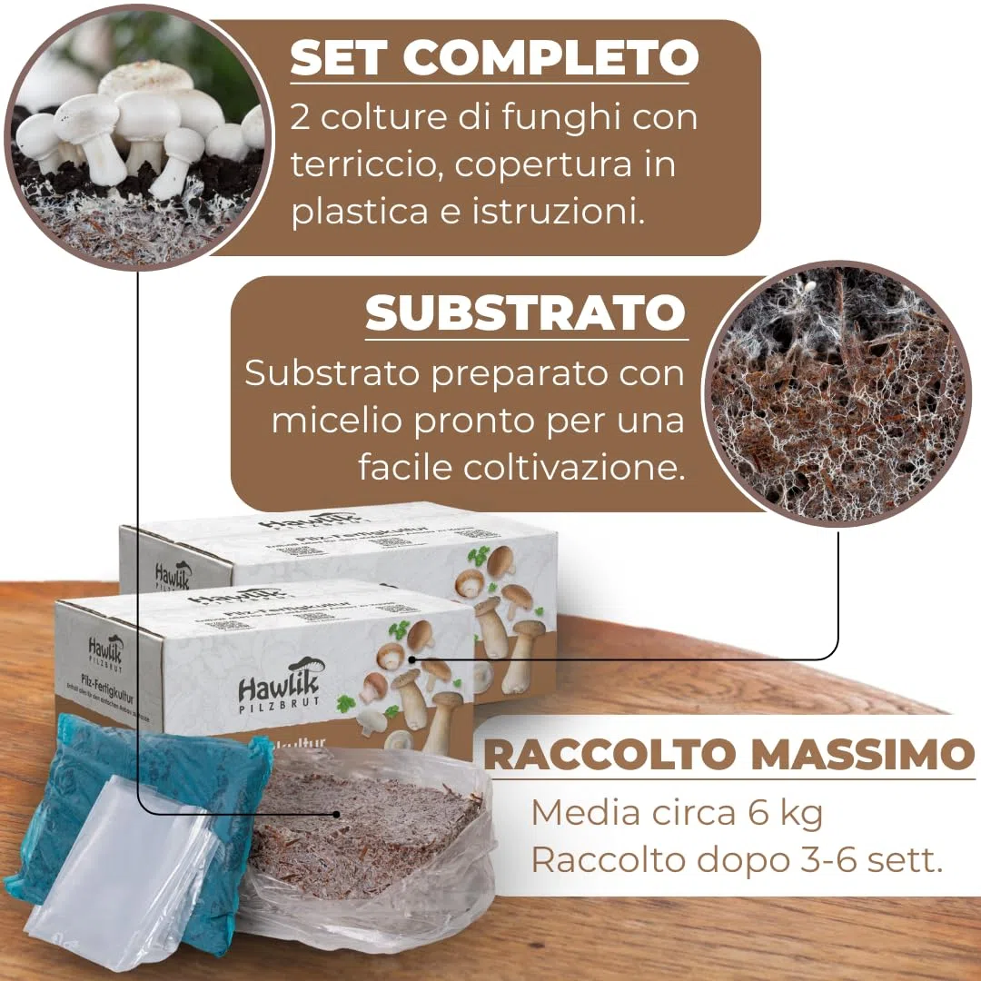 Hawlik Pilzbrut - Set di 2 colture fungine da champignon XXL – grande set da degustazione – facile da coltivare da funghi, senza conoscenze preliminari – set da allevare funghi - funghi coltivazione