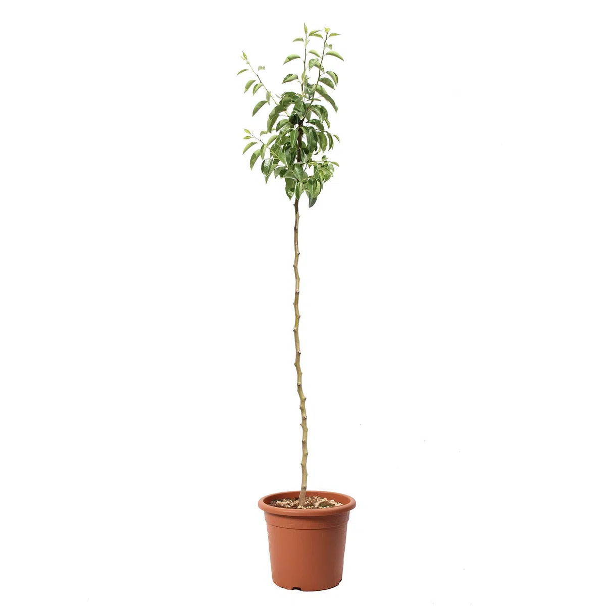 KENTIS - Pianta di Pero Williams - Pyrus Communis - Piante Vere da Esterno - Alberello da Frutto da Giardino - Vaso Ø 24 cm