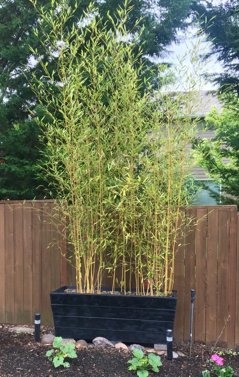 Phyllostachys bissetii – bamboo sempreverde rustico – ideale per siepi e schermature naturali pianta in vaso ø18 cm h. 150 cm circa Vivaio di Castelletto