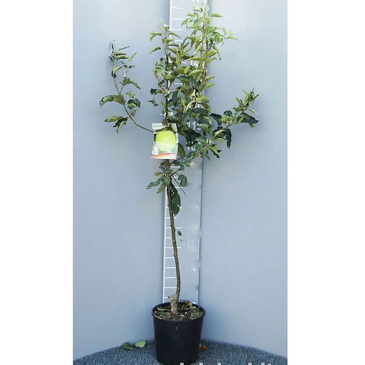 SAVINI VIVAI Pianta di Melo Golden Piante da Frutto Albero di Mela in Vaso 22-24 cm 2-3 Anni Altezza 130-150 cm Made in Italy