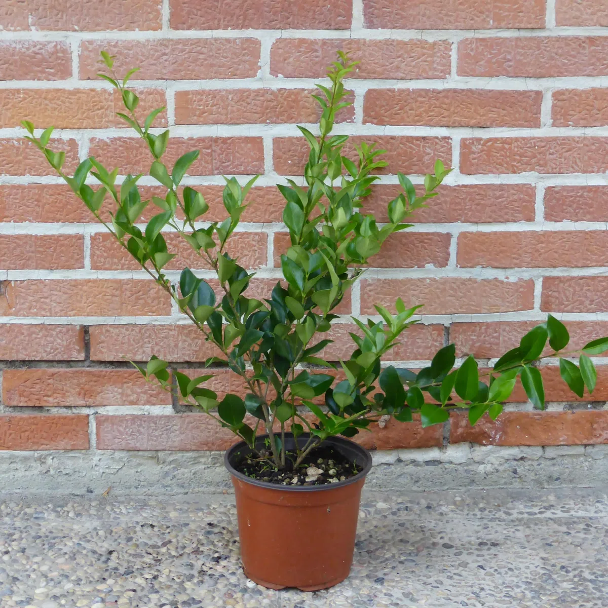 Ligustro texano, 10 piante alte 30/40 cm, vaso 13