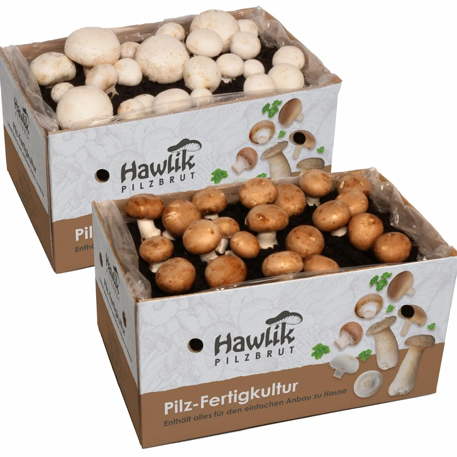Hawlik Pilzbrut - Set di 2 colture fungine da champignon XXL – grande set da degustazione – facile da coltivare da funghi, senza conoscenze preliminari – set da allevare funghi - funghi coltivazione