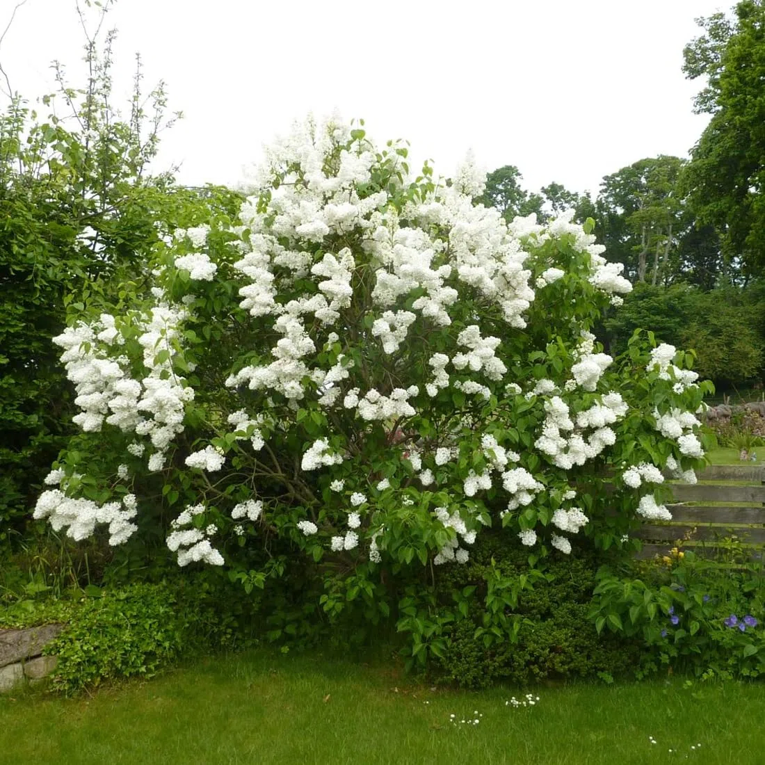 Lillà 'Madame Lemoine' 60–80 cm Vaso – Syringa vulgaris 'Madame Lemoine' – Fioritura bianca profumata