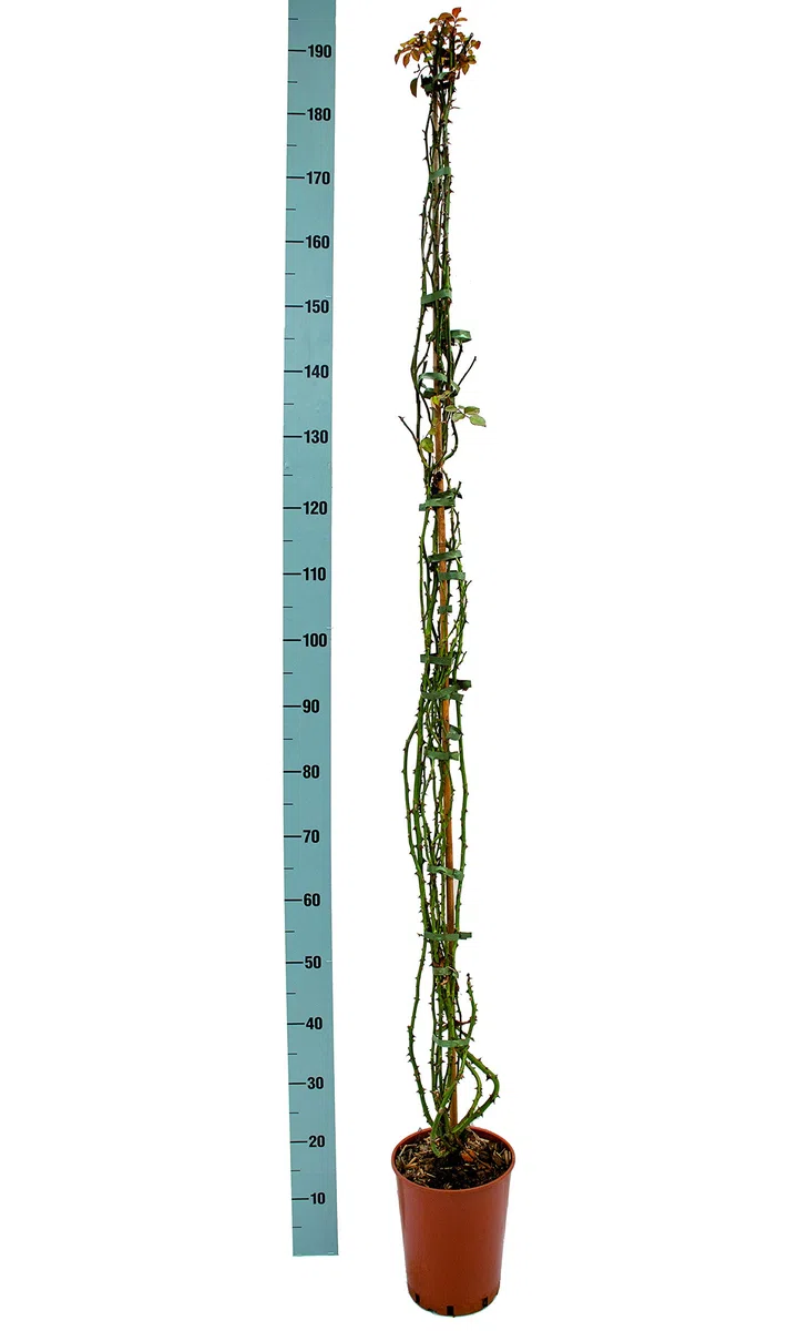 Mermaid, rosa antica in vaso di Rose Barni®, rampicante di gran pregio, vigorosa, rifiorente, fiori grandi, semplici, di colore giallo zolfo. h. fino a 5 metri, pianta di rosa resistente, cod. 14037