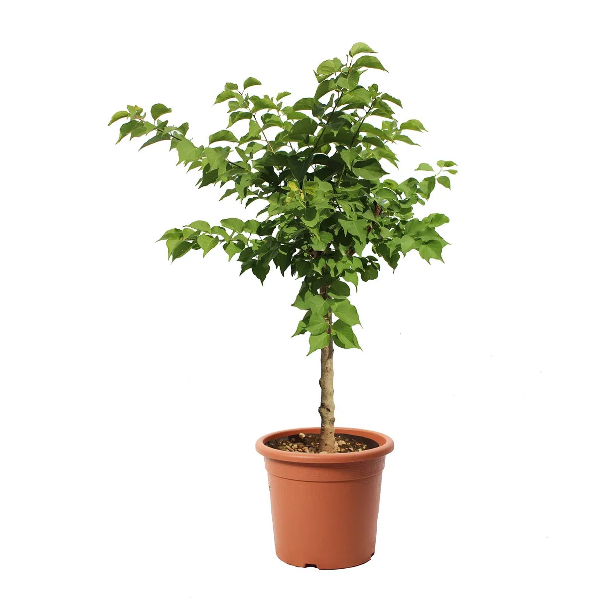 KENTIS - Alberello di Albicocco Nano - Prunus Armeniaca - Piante Vere da Esterno - Pianta da Frutto da Giardino - Vaso Ø 24 cm