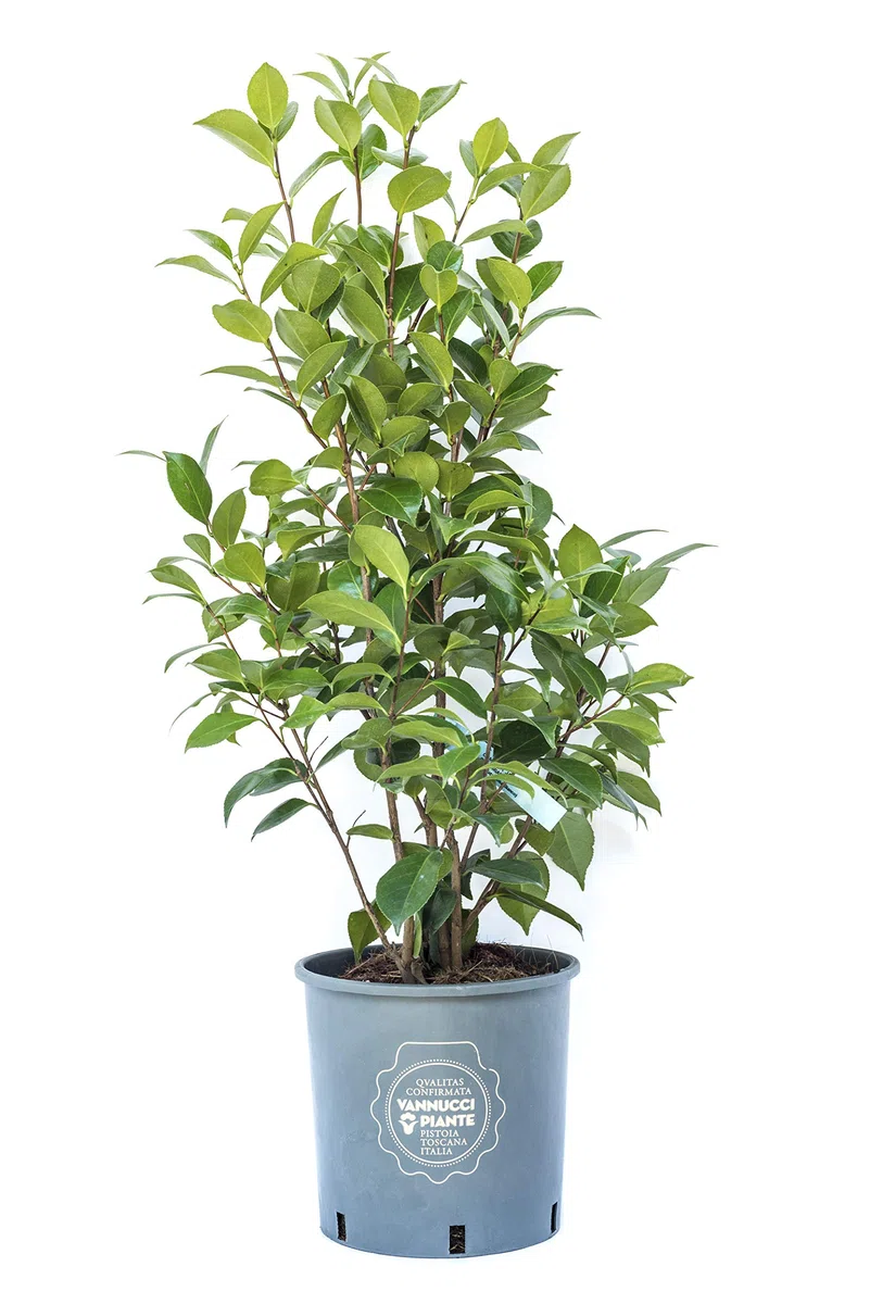 Vannucci Piante, Camelia, Pianta da terrazzo, Cespuglio (rosso)