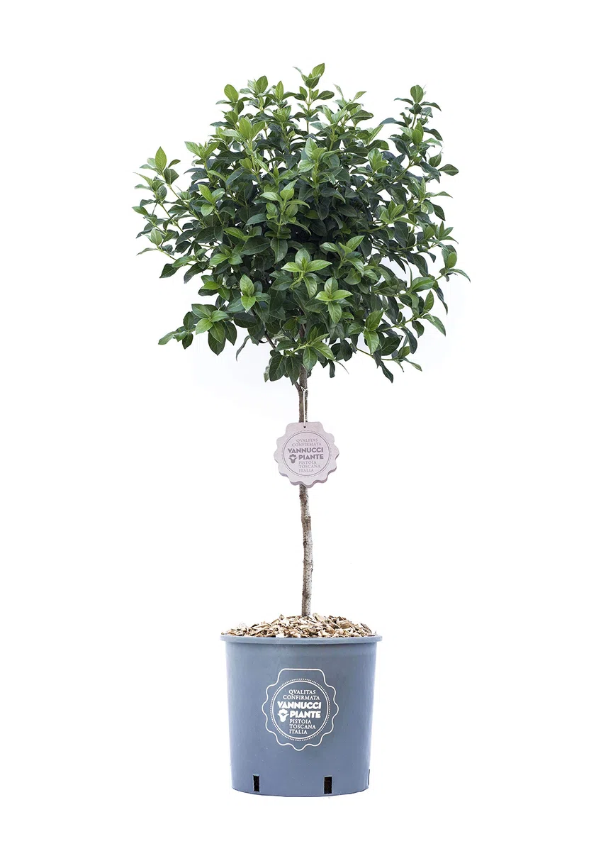 Vannucci Piante - Viburnum Eve Price, Mini alberetto, Lentaggine Eve Price, Viburno, Pianta vera in vaso, Pianta da terrazzo