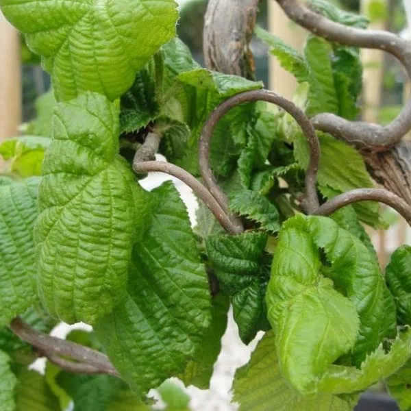 Nocciolo contorto 40–60 cm Vaso – Corylus avellana 'Contorta' – Rami decorativi contorti