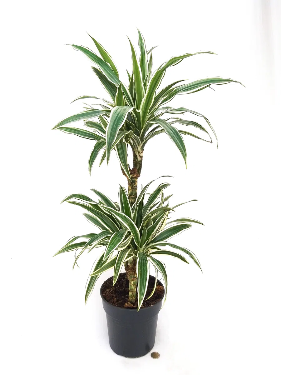 POWERS TO FLOWERS - DRACENA WHITE, 2 TRONCHI, pianta vera