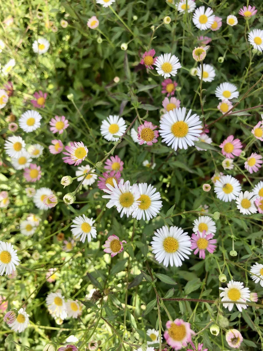 6 x Erigeron karvinskianus - Margheritina messicana - vaso 9x9 cm