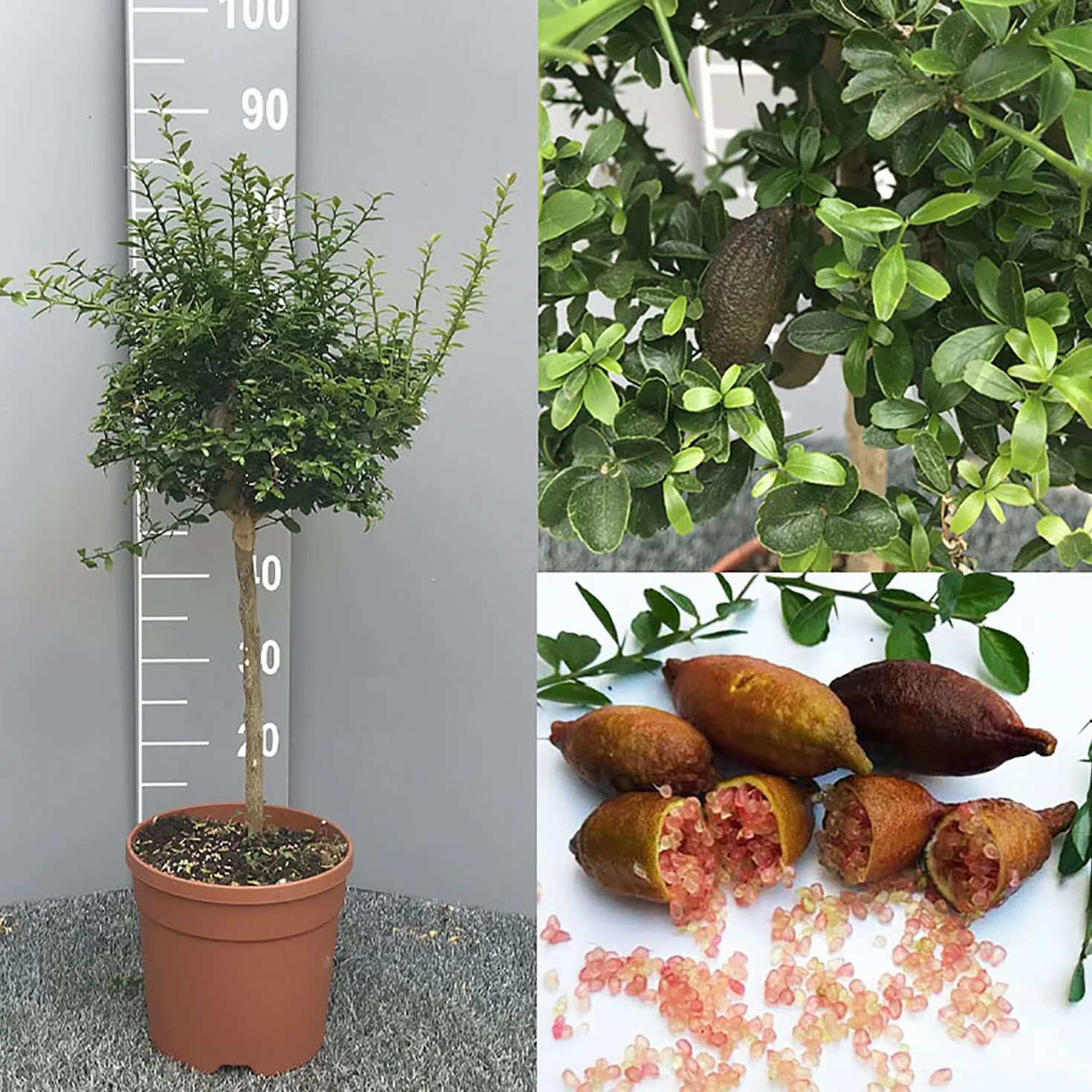 SAVINI VIVAI Pianta di Limone Caviale Rosa Albero di Agrumi Finger Lime Limone ad Alberello in Vaso 20 cm Altezza 50-70 cm 2 Anno di Innesto Made Italy