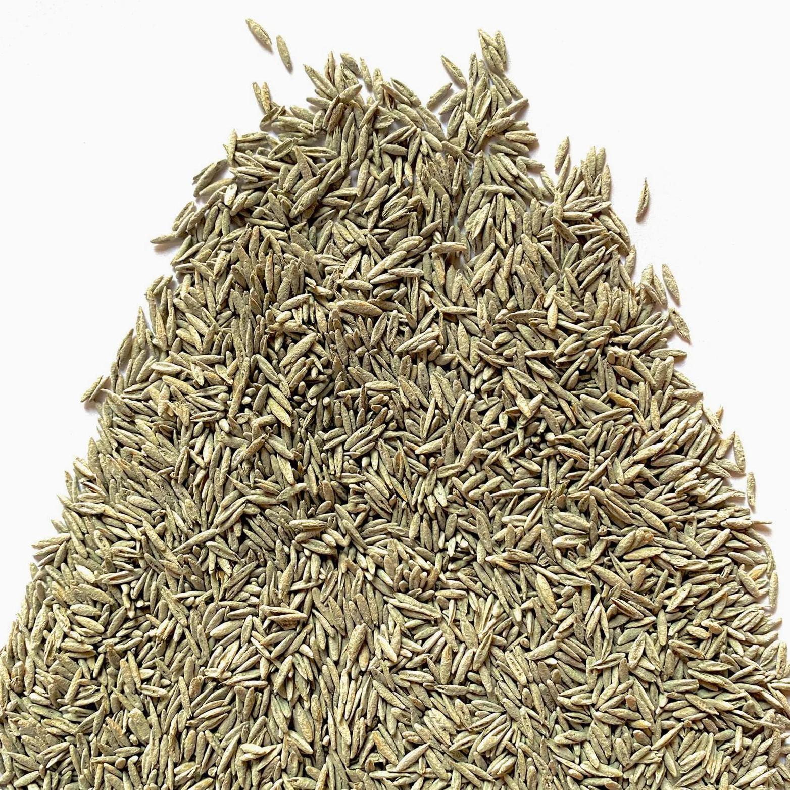 Il Contadino - Antiche Sementi | FESTUCA ARUNDINACEA | Tappeto erboso, Adatto a tutti i luoghi e tipi di terreno, Ottima resistenza alla siccità, al calpestio e all'ombreggiamento (5 Kg)