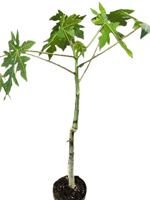 Pianta Vera di Papaya in Vaso, Altezza 70-80 cm, Vaso 14 cm