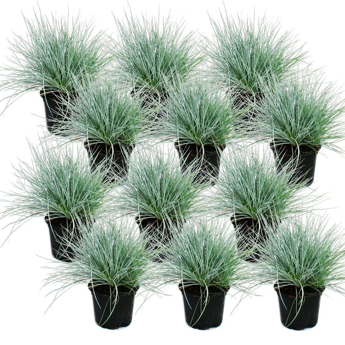 Blue fescue grass - Festuca glauca - 9cm pot 12 Pflanzen