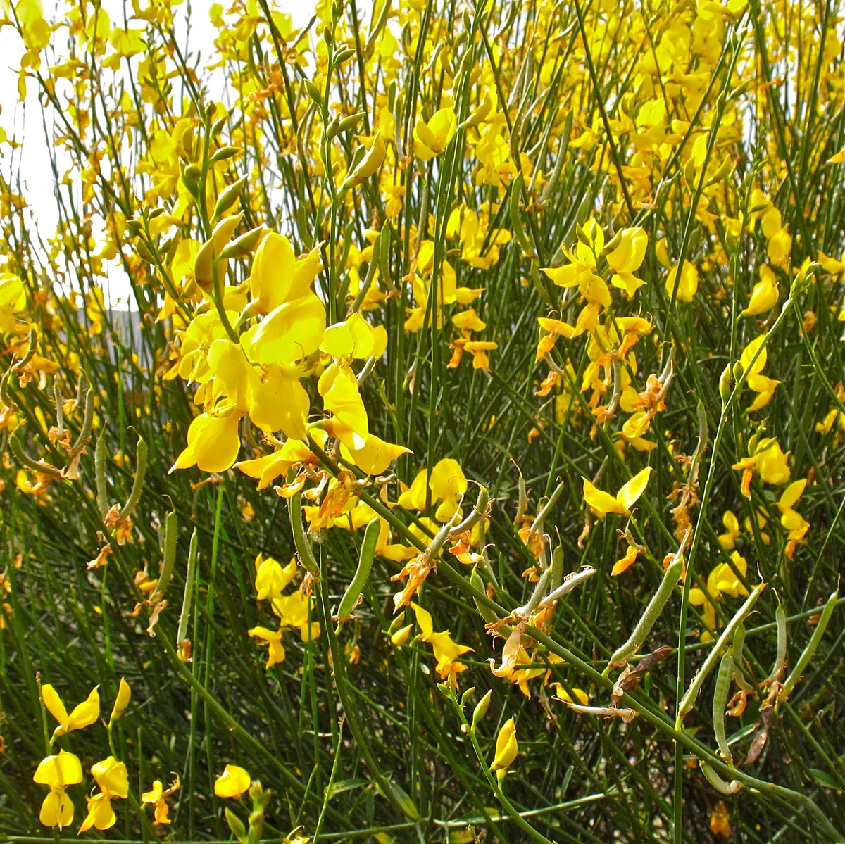 Ginestra gialla "Cytisus Scoparius" citiso pianta in vaso ø9 cm Vivaio di Castelletto