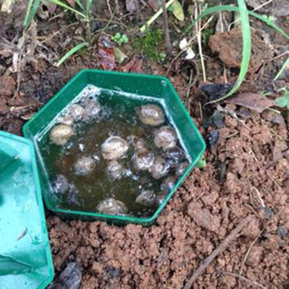 16 Trappole per Lumache Ecologiche con Birra – Cattura Lumache e Chiocciole, Sicure per Bambini e Animali Domestici, Plastica Resistente per Giardino Orto Fiori