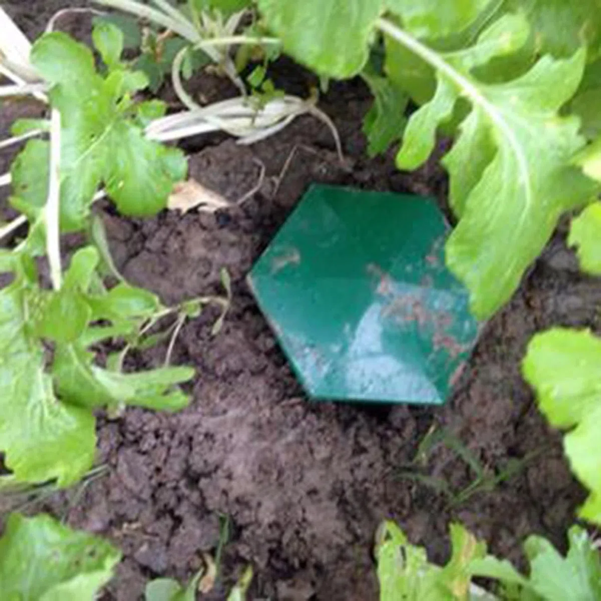 16 Trappole per Lumache Ecologiche con Birra – Cattura Lumache e Chiocciole, Sicure per Bambini e Animali Domestici, Plastica Resistente per Giardino Orto Fiori