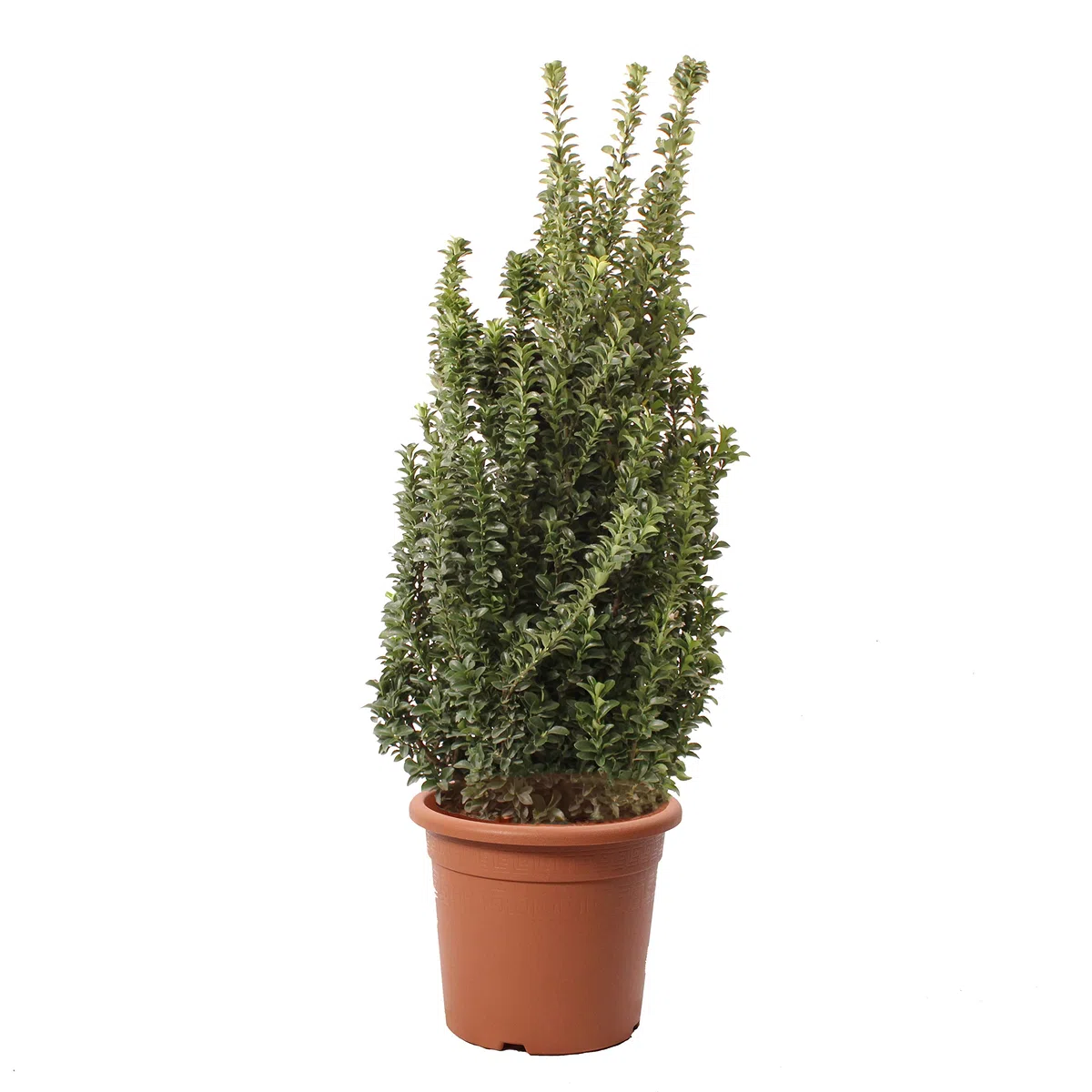 KENTIS - Euonymus Japonicus Benkomasaki - Evonimo Giapponese - Piante da Esterno da Siepe - Pianta Vera Resistente - H 100-125 cm Vaso Ø 30 cm
