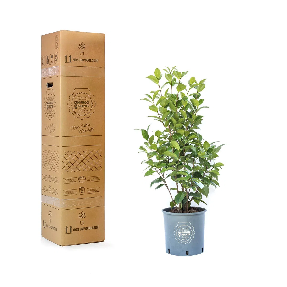 Vannucci Piante, Camelia, Pianta da terrazzo, Cespuglio (rosso)