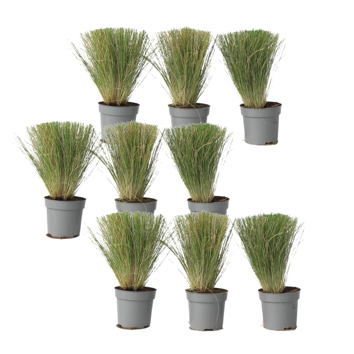Plant in a Box - Stipa - Set di 9 - 'Pony Tail' - Erba ornamentale - Vaso 9cm - Altezza 20-30cm
