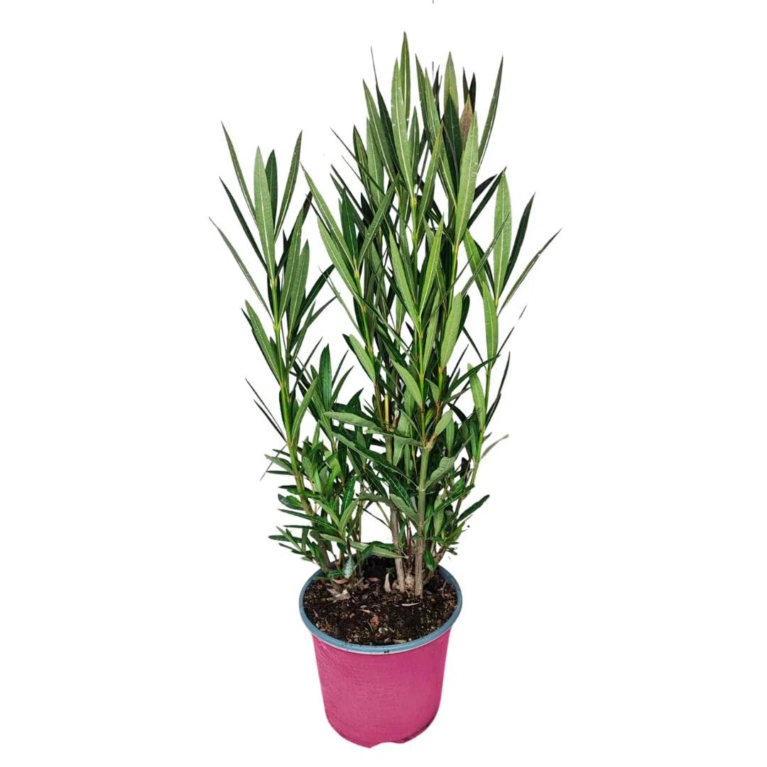 Nerium Oleander Ø18 H.45 | Pianta Sempreverde con Fiori Colore Bianco| Ideale per Giardini, Terrazzi e Siepi | Resistente e Facile da Coltivare (Fiori rosa)